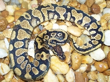 07 Male Yellow Belly