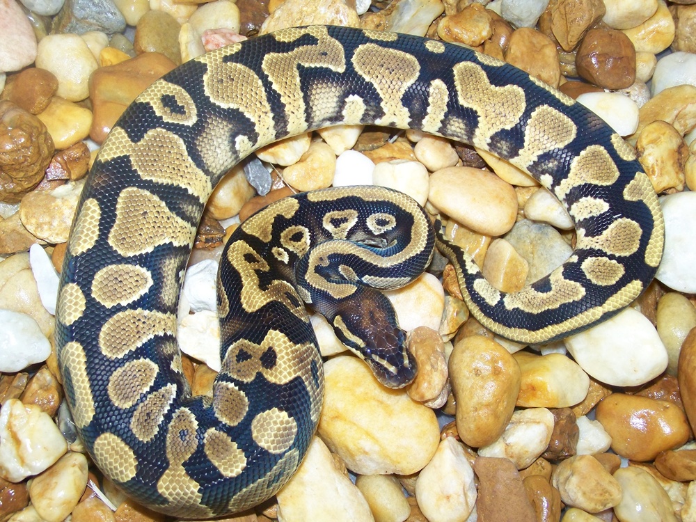07 Male Yellow Belly