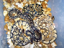 Tub Of Male Codoms