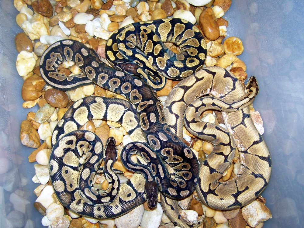 Tub Of Male Codoms