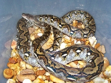 06 Male Jampea