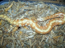 Albino Red
