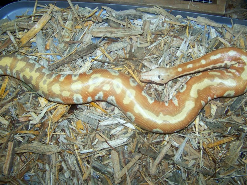 Albino Red