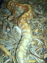 Albino Red