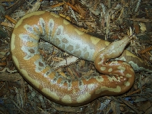 Albino Red