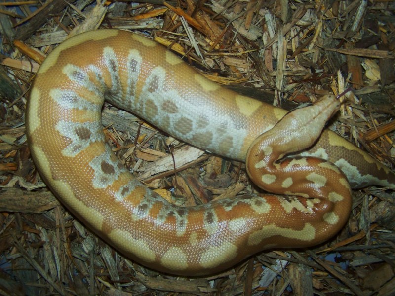 Albino Red