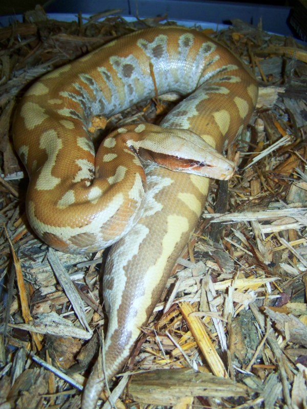 Albino Red