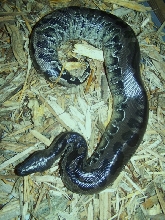 Black Sumatran