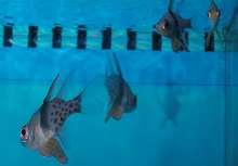 Saltwater - Austin Aquariums