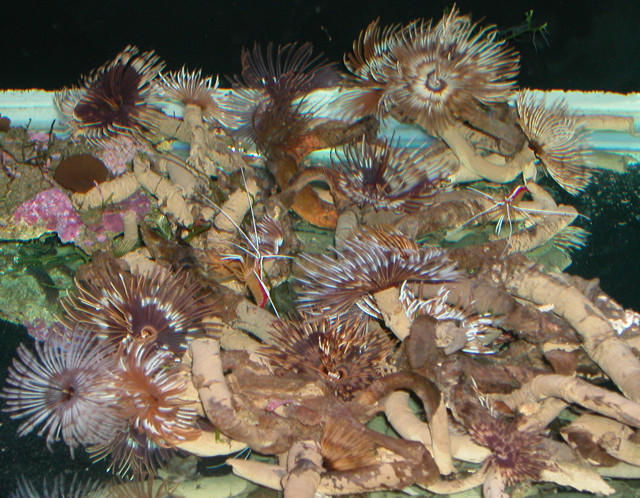 Saltwater Photos