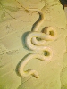 albino