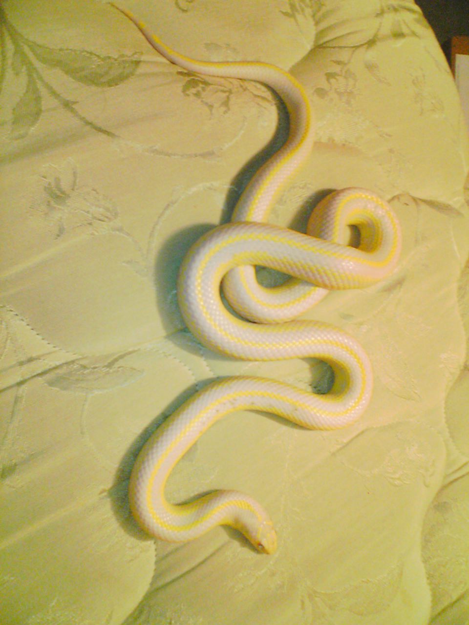 albino