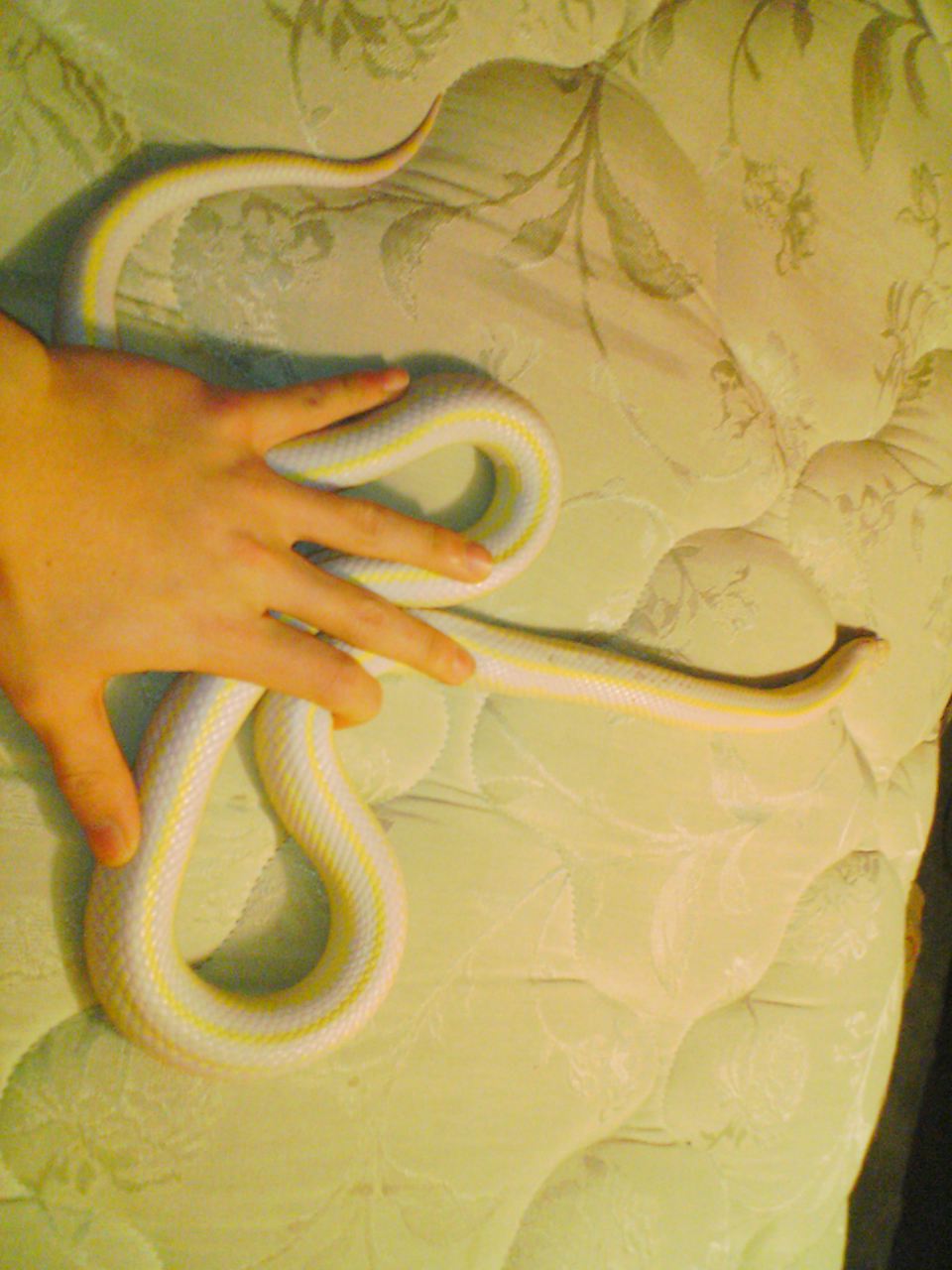 albino 2