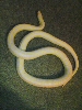 albino striped king