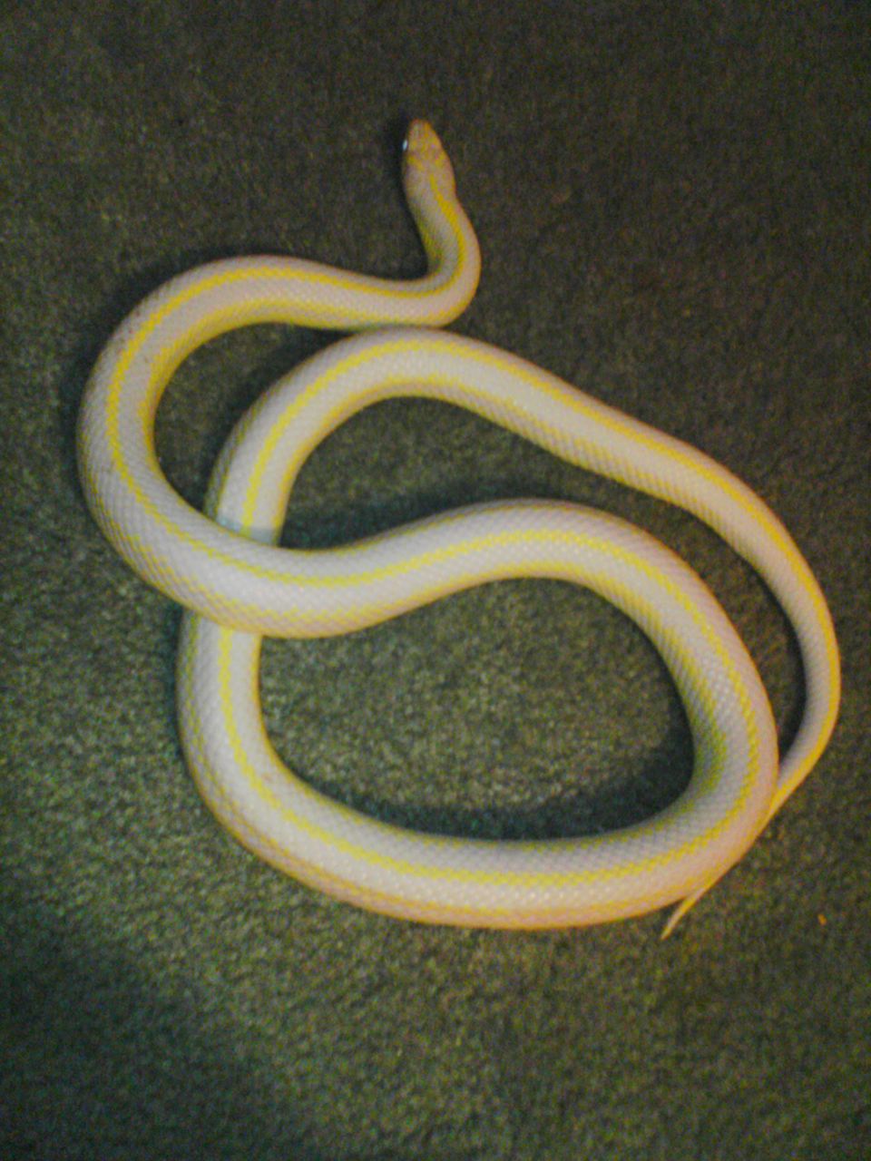 albino striped king