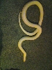 albino 3