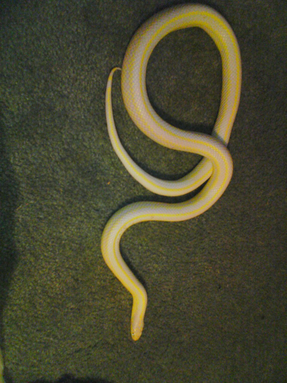 albino 3