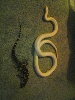albino and tegu 1