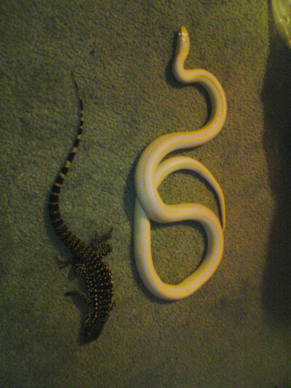 albino and tegu 1
