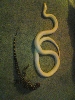 albino tegu 3