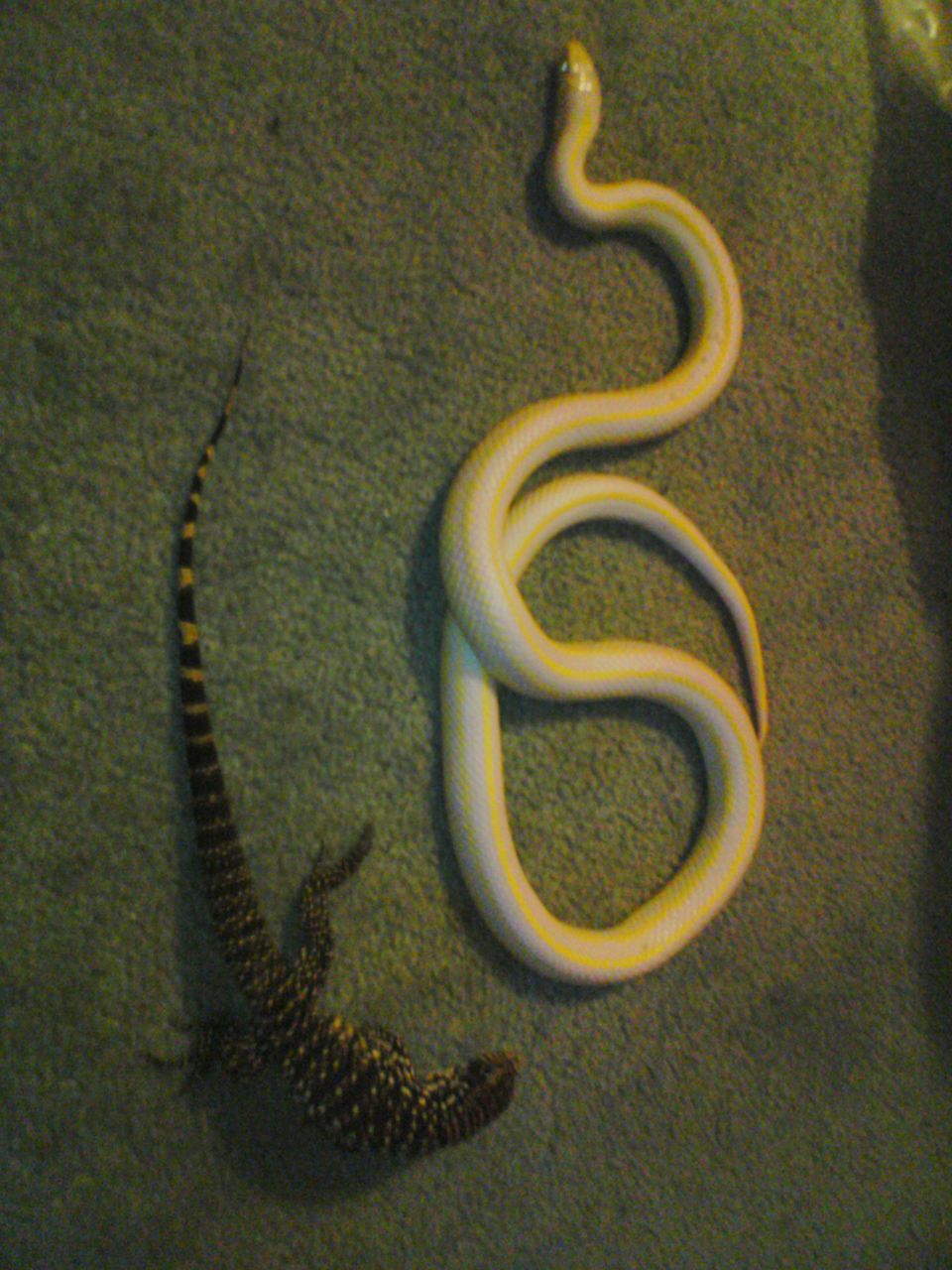 albino tegu 3