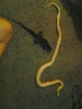 albino and tegu 2