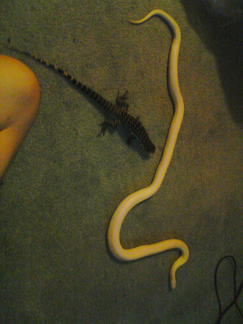 albino and tegu 2