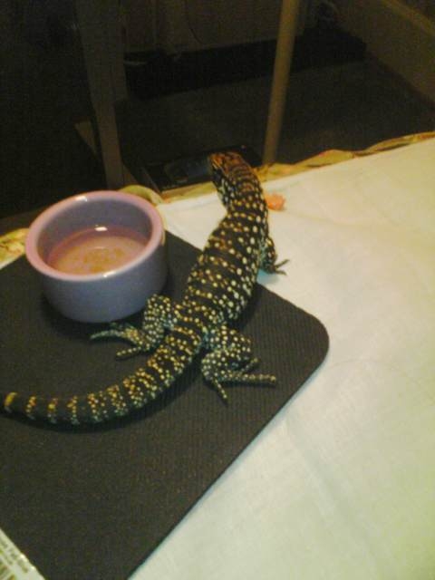 tegu 1