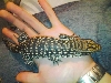 tegu 2