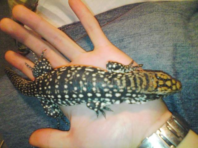 tegu 2