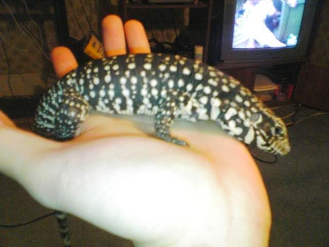 tegu 4