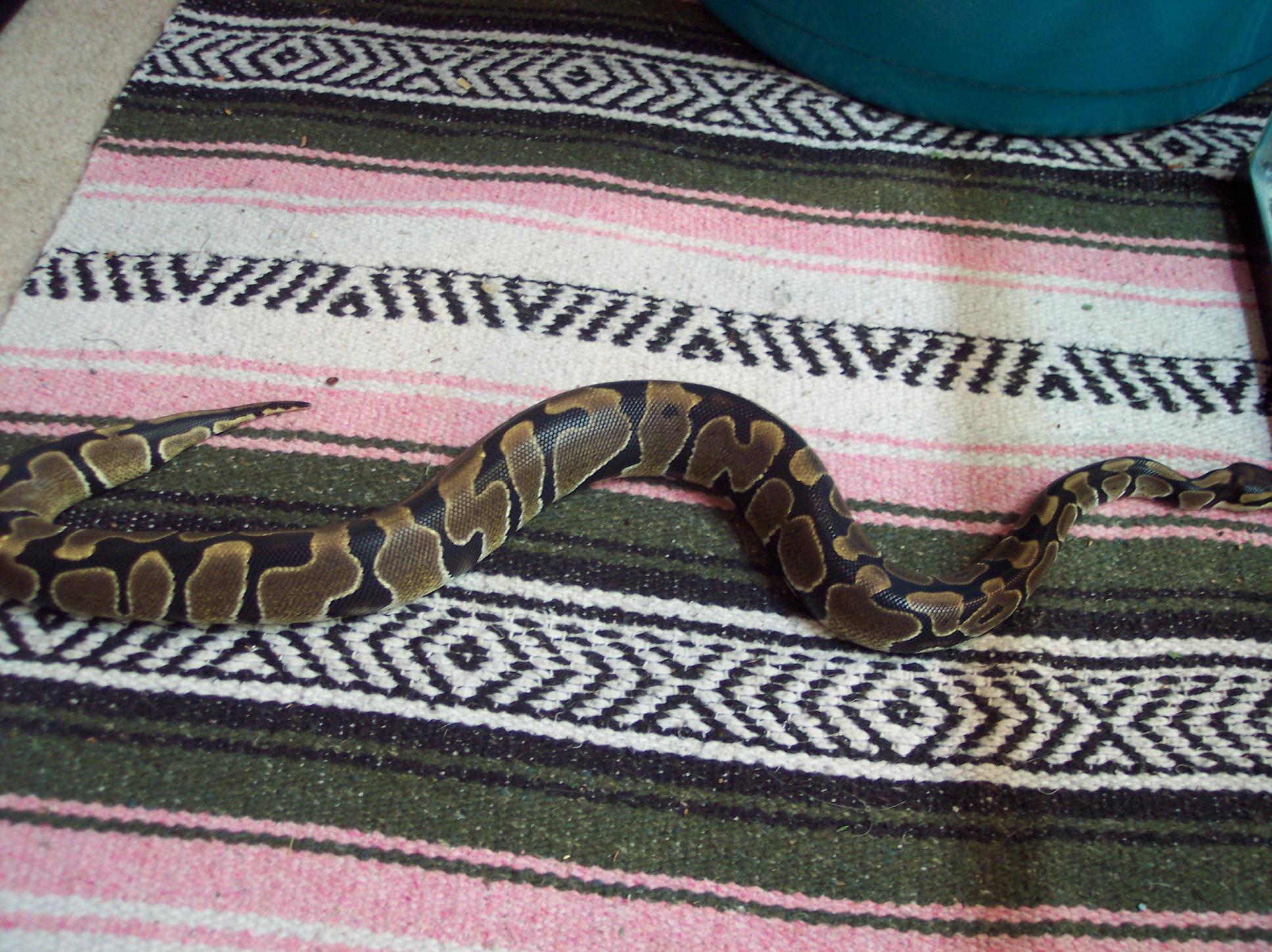 Choka Sprawl