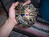 Choka Hand