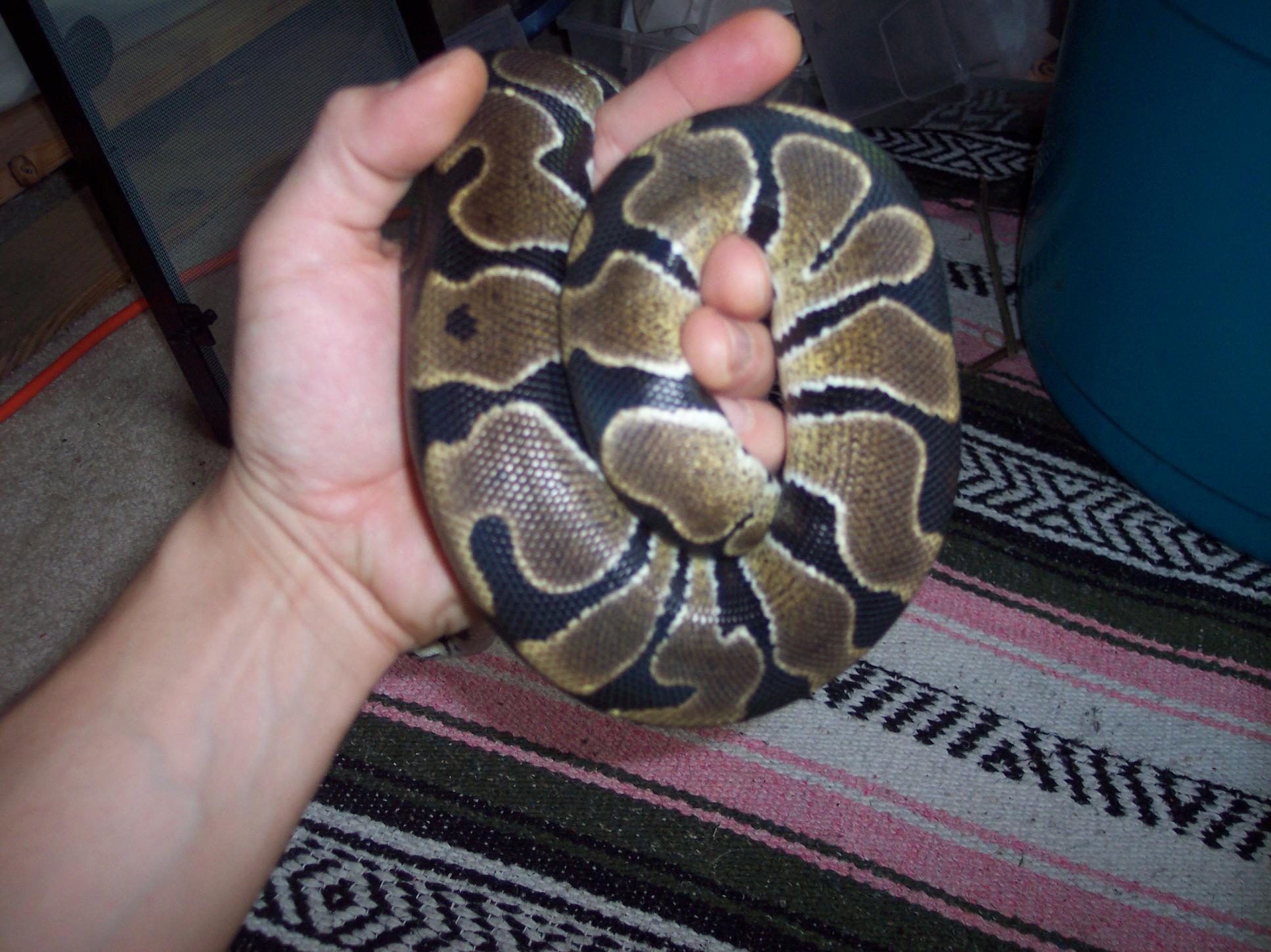 Choka Hand