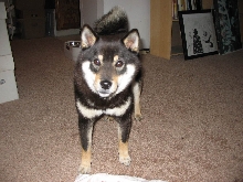 Bouki Standing