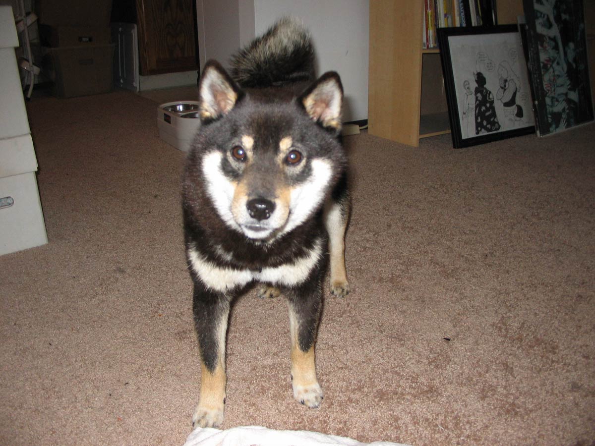 Bouki Standing