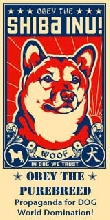 Shiba Inu Poster