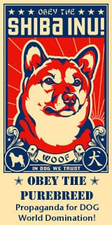 Shiba Inu Poster
