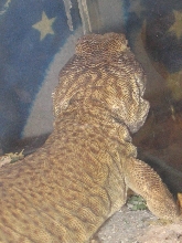 The back of Tenna's head