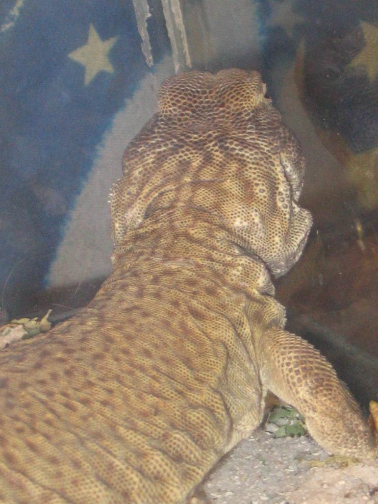 The back of Tenna's head
