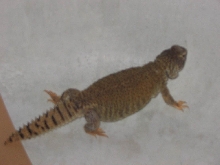 Tenna Full Body