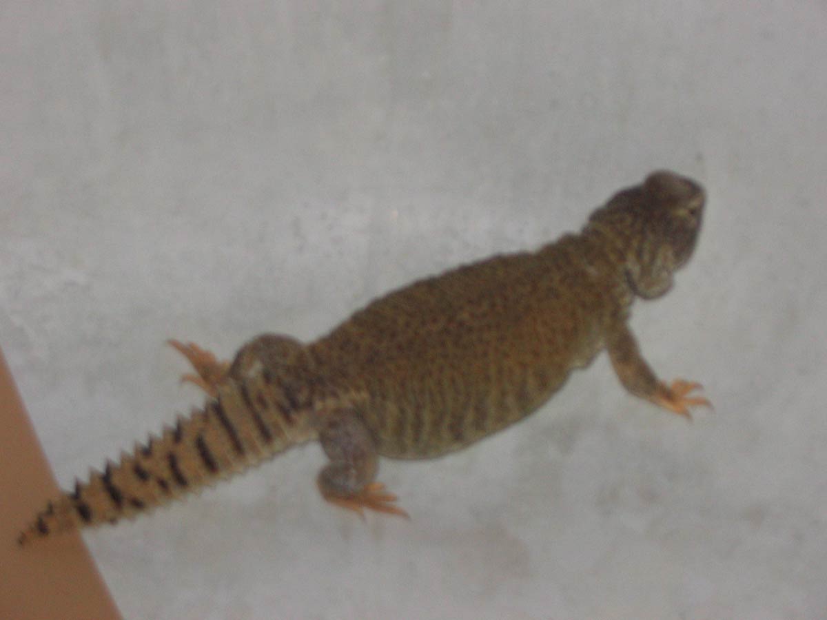 Tenna Full Body
