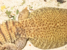Example of Tenna's spots