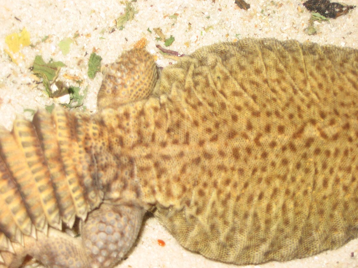 Example of Tenna's spots