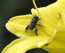 Bee Boots
