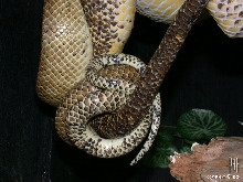 Ruschi