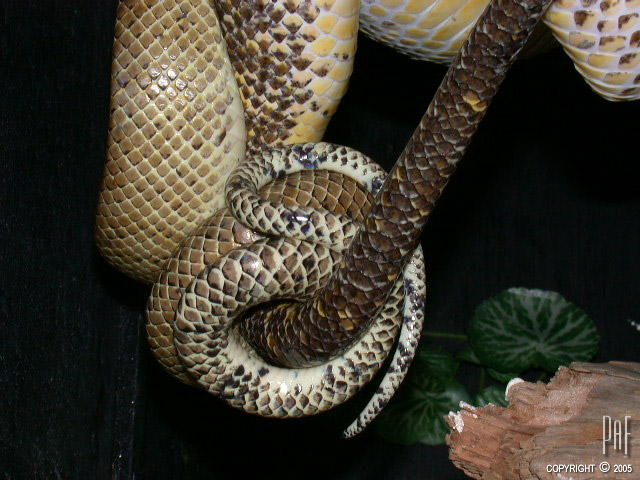 Ruschi