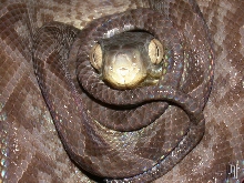 Ruschi