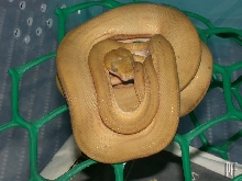 Amazon tree boa