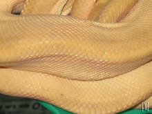 corallus hortulanus